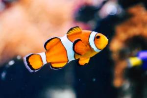 意甲强队米兰，赛程安排与影响分析米兰意甲联赛赛程